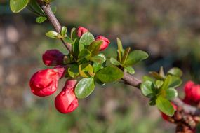 chanomeles shrub in spring