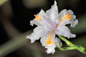 Gentle White and yellow iris Flower close up
