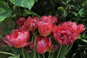 Close-up of the beautiful bouquet, with the beautiful, red and purple tulips on the stems, among the green leaves