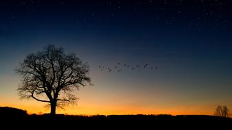 lonely Tree and flock of Birds at Evening Sky