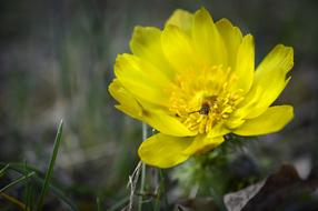 Adonis Vernal flower
