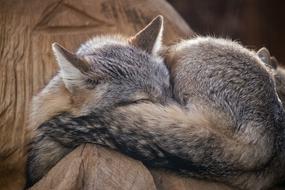 sleeping steppe fox