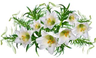 Beautiful yellow and white lily flowers on white background