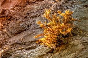 Dry Conifer Plant