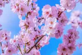 gorgeous Japanese Cherry Tree