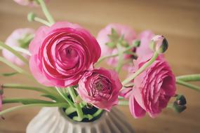 Ranunculuses, pink buttercup Flowers in Vase