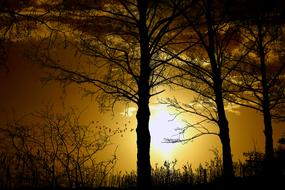 sunset silhouettes landscape