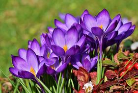 Close-up of the beautiful, blooming, violet and orange crocus flowers, near the colorful grass