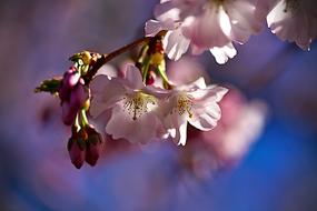 amazing Cherry Spring Pink