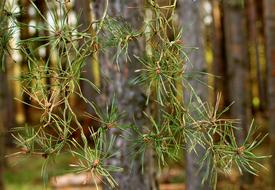 Needles of Pine at Forest close-up