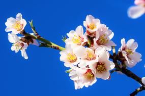pale pink spring tree flowers