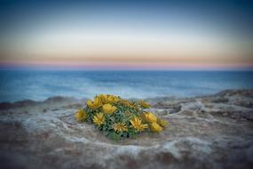 yellow beach flowers