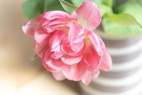 fluffy pink tulip in a vase