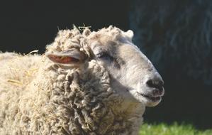 sheep in white wool, close-up