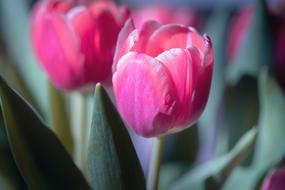 enchanting Tulips Pink close-up on blurred background