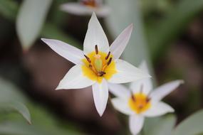 Linux Tulips in Wild on blurred background