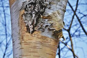 splendid Birch Bark