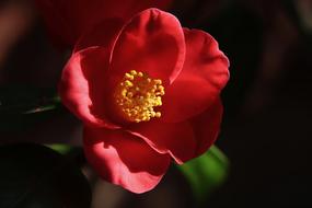 red Camellia Blossoms on dark background