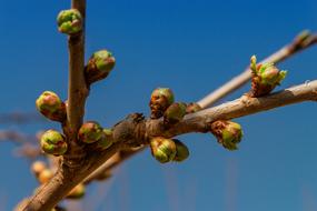 Bush Plant Branch close-up against the sky