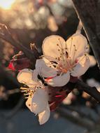 Apricot Flowers