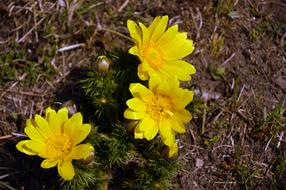 Pheasantâs Eye, Adonis Vernal in bloom