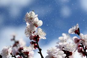 Beautiful, blossoming, white, red and purple flowers on the tree at blue sky with white clouds