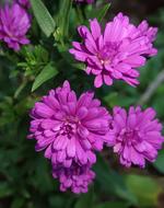 incredible Daisies Flowers Autumn