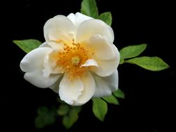 Rose White Flower on black background