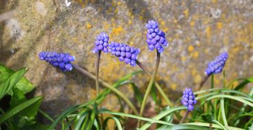 Muscari or Grape Hyacinth