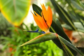 beautiful orange color strelitzia in bloom close-up on blurred background
