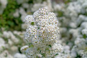 incredible Rispenspiere Bush