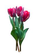isolated tulip bouquet