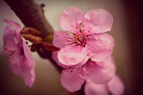 Cherry Blossom Flowers at Spring