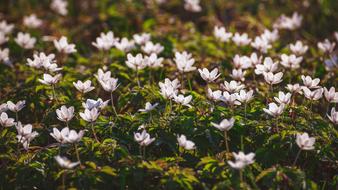 Wood Anemone Forest