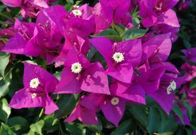 bush of purple bouganvillea