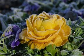 Beautiful, yellow flower, among the other colorful flowers and plants in frost