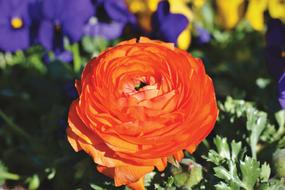 Ranunculus Blossom