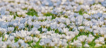 white crocuses on a flower meadow