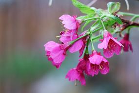 Sakura blossoms in Spring on blurred background