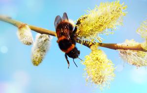 Cat Bazia Insect