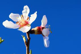 white spring flowers against a bright blue sky