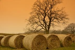 bales of straw near the tree on the field