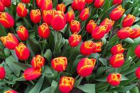 gorgeous Flowers Blossom