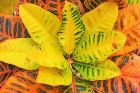 attractive Leaves Tropical