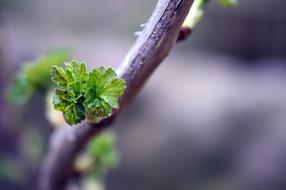 green currant shoot