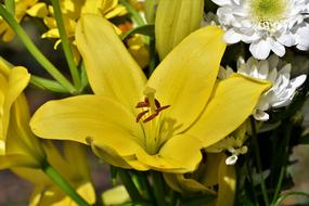 incredible Lily Blossom