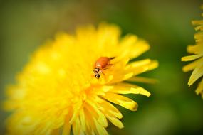 delightful Beetle Insect