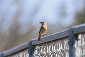 little bird on the fence