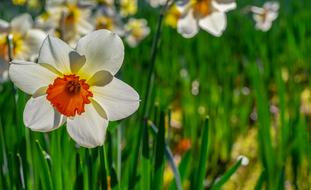 incredible Daffodil Flower