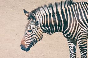 head of Zebra, side view